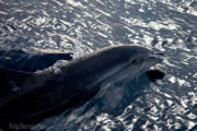 Delfine auf Teneriffa