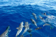 Delfinfamilie